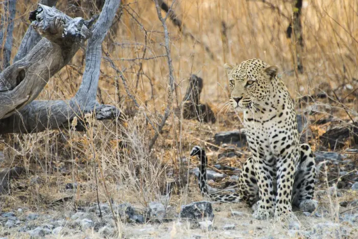 Framed Print : Leopard -Panthera pardus- sitting under a dry tree on stony ground, Etosha National Park, Namibia