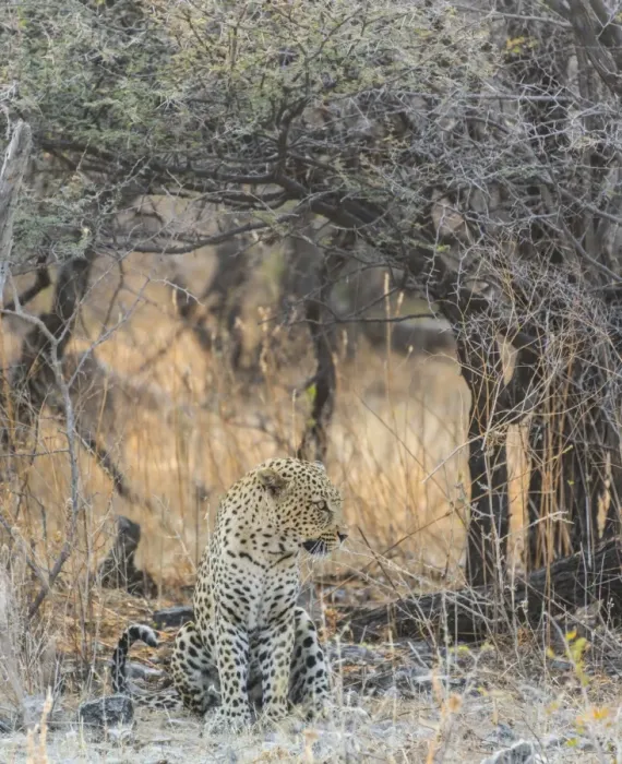 Framed Print : Leopard -Panthera pardus- sitting under a dry tree on stony ground, Etosha National Park, Namibia Framed Print : Leopard -Panthera pardus- sitting under a dry tree on stony ground, Etosha National Park, Namibia