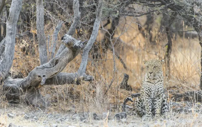 Framed Print : Leopard -Panthera pardus- sitting under a dry tree on stony ground, Etosha National Park, Namibia