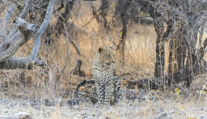 Framed Print : Leopard -Panthera pardus- sitting under a dry tree on stony ground, Etosha National Park, Namibia Framed Print : Leopard -Panthera pardus- sitting under a dry tree on stony ground, Etosha National Park, Namibia