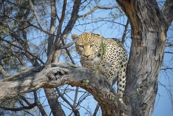Leopard -Panthera pardus- in tree, Khomas, Namibia