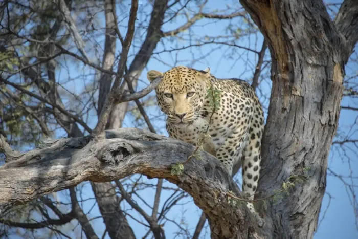 Framed Print : Leopard -Panthera pardus- in tree, Khomas, Namibia Framed Print : Leopard -Panthera pardus- in tree, Khomas, Namibia