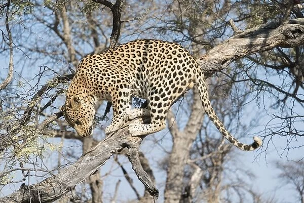 Leopard -Panthera pardus- in a tree, Khomas, Namibia