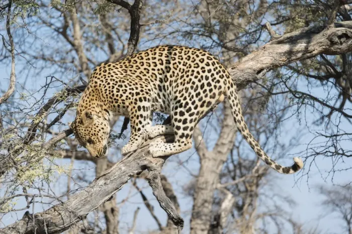 Framed Print : Leopard -Panthera pardus- in a tree, Khomas, Namibia