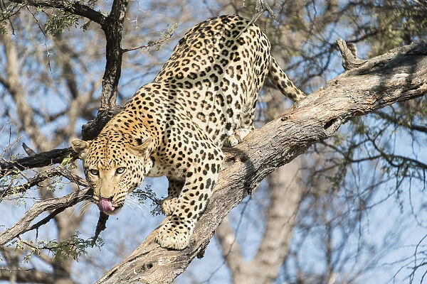 Leopard -Panthera pardus- in a tree, Khomas, Namibia
