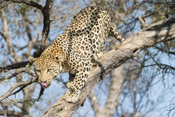 Framed Print : Leopard -Panthera pardus- in a tree, Khomas, Namibia Framed Print : Leopard -Panthera pardus- in a tree, Khomas, Namibia