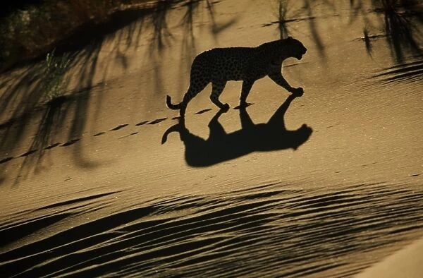 Leopard (Panthera pardus) walking, sun casting shadow