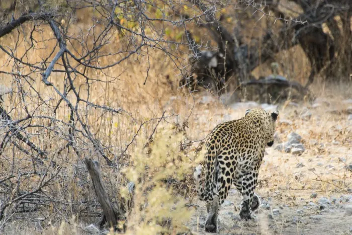 Framed Print : Leopard -Panthera pardus- walking in dry bushes, from behind, Etosha National Park, Namibia Framed Print : Leopard -Panthera pardus- walking in dry bushes, from behind, Etosha National Park, Namibia