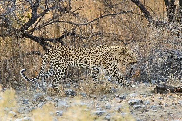 Leopard -Panthera pardus- walking between dry bushes, Etosha National Park, Namibia
