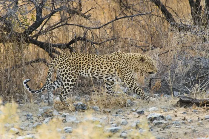 Framed Print : Leopard -Panthera pardus- walking between dry bushes, Etosha National Park, Namibia