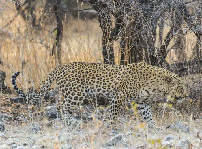 Framed Print : Leopard -Panthera pardus- walking before dry bushes, Etosha National Park, Namibia