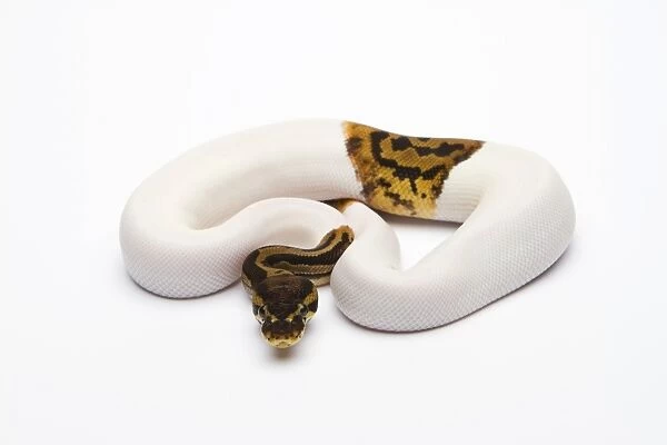 Leopard Piebald Ball Python or Royal Python -Python regius-, male