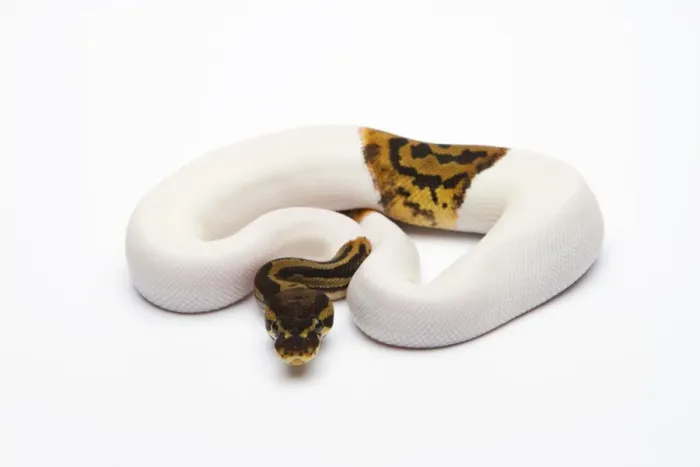 Framed Print : Leopard Piebald Ball Python or Royal Python -Python regius-, male Framed Print : Leopard Piebald Ball Python or Royal Python -Python regius-, male