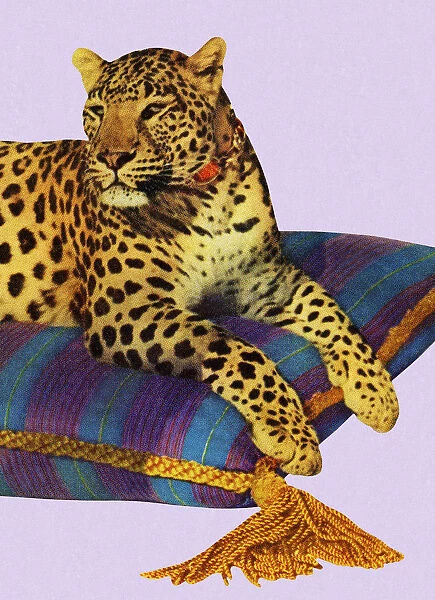 Leopard Resting On Pillow