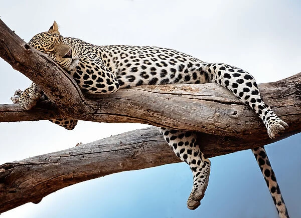 Leopard Resting in Tree Against Blue Sky in Samburu, Kenya