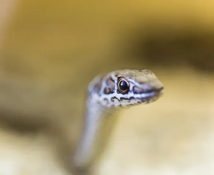 Framed Print : Leopard Sand Snake -Psammophis leopardinus brevirostris-, Leopard Sandsnake, Living Desert Snake Park, Walvis Bay, Namibia
