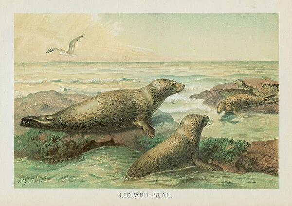 Leopard seal chromolithograph 1896