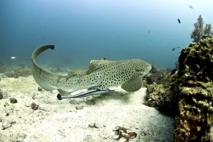 Framed Print : Leopard Shark -Triakis semifasciata-, Gulf of Oman, Oman Framed Print : Leopard Shark -Triakis semifasciata-, Gulf of Oman, Oman