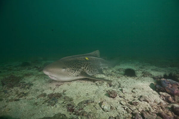 Leopard Shark -Triakis semifasciata-, Gulf of Oman, Oman