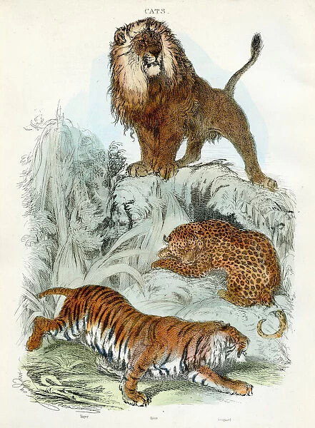 Leopard, tiger, lion engraving 1893