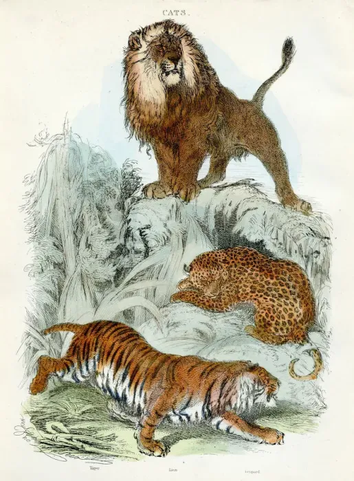 Framed Print : Leopard, tiger, lion engraving 1893