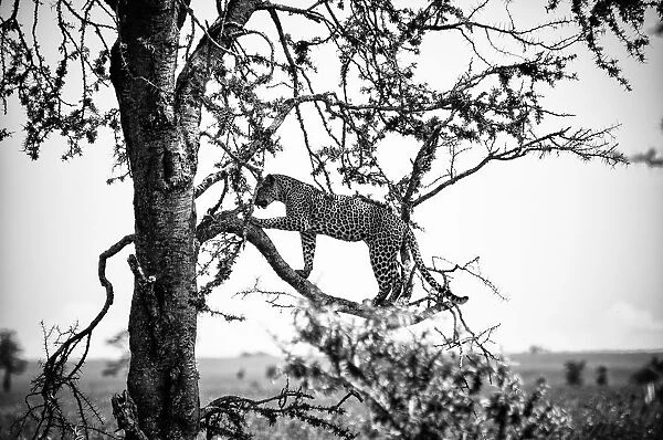 Leopard in a Tree, Serengeti, Tanzania