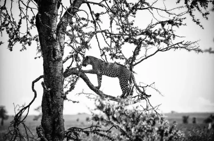 Framed Print : Leopard in a Tree, Serengeti, Tanzania Framed Print : Leopard in a Tree, Serengeti, Tanzania