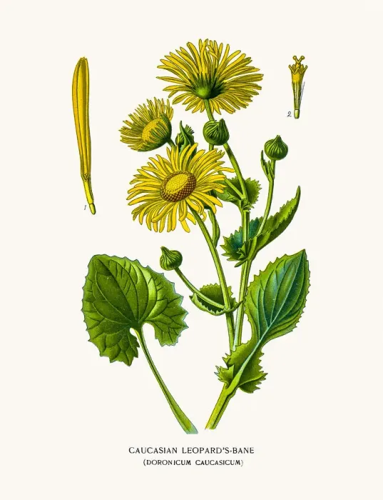 Framed Print : Leopards Bane (Doronicum) Framed Print : Leopards Bane (Doronicum)