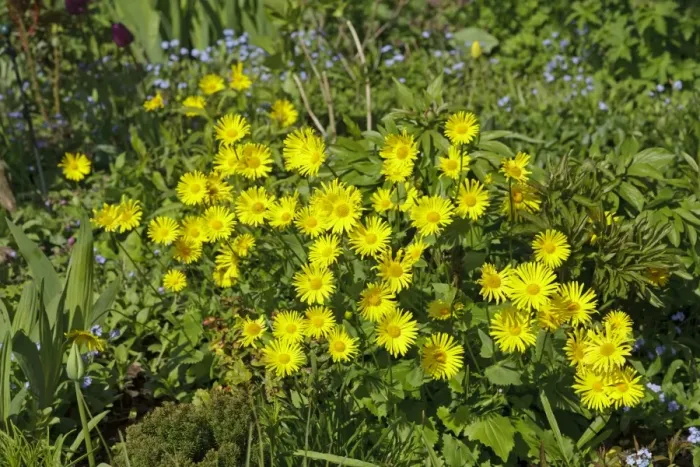 Framed Print : Leopards Bane -Doronicum orientale-, Lower Saxony, Germany