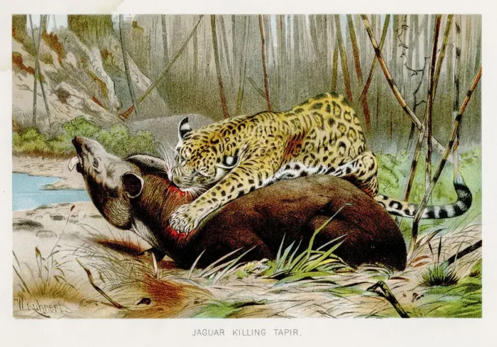Framed Print : Leopards lithograph 1894 Framed Print : Leopards lithograph 1894