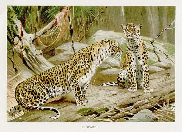 Leopards lithograph 1894