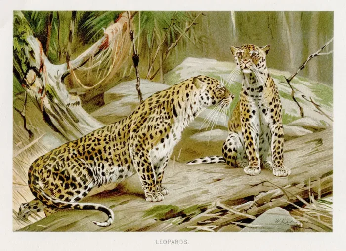 Framed Print : Leopards lithograph 1894 Framed Print : Leopards lithograph 1894