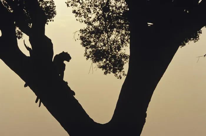 Framed Print : Two leopards (Panthera pardus) in tree at sunset, Kenya Framed Print : Two leopards (Panthera pardus) in tree at sunset, Kenya