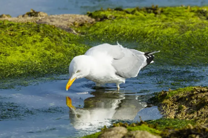 Framed Print : Lesser Black-backed Gull -Larus fuscus-, Northumberland, England, United Kingdom Framed Print : Lesser Black-backed Gull -Larus fuscus-, Northumberland, England, United Kingdom