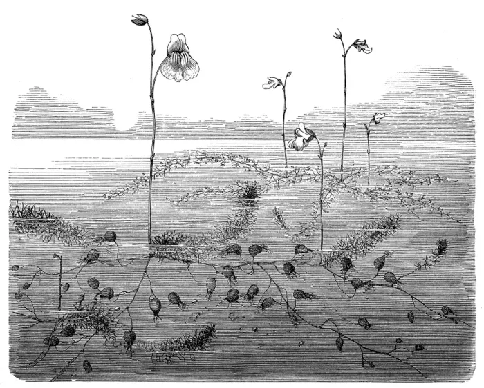 Framed Print : Lesser bladderwort(Utricularia minor) Framed Print : Lesser bladderwort(Utricularia minor)