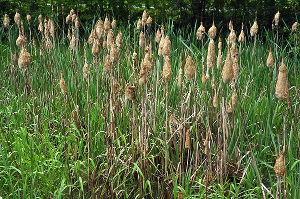 Lesser Bulrush or Narrowleaf Cattail -Typha angustifolia-, flowering, clotted together by rain, Upper Franconia, Bavaria, Germany
