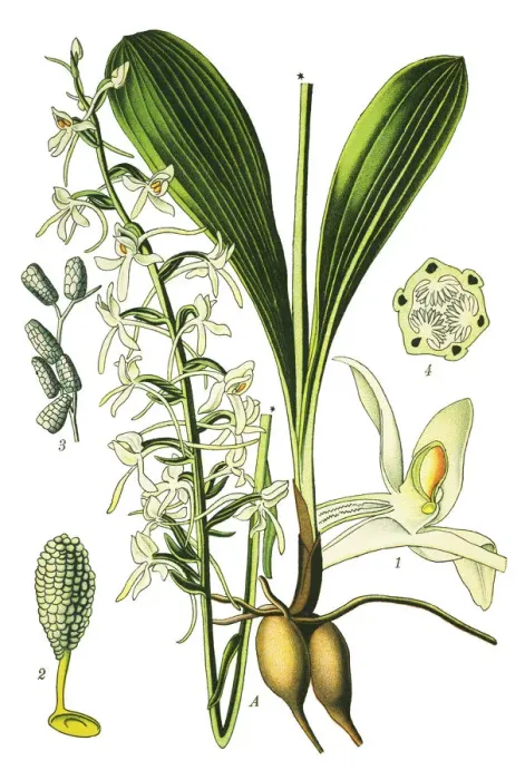 Framed Print : lesser butterfly-orchid Framed Print : lesser butterfly-orchid