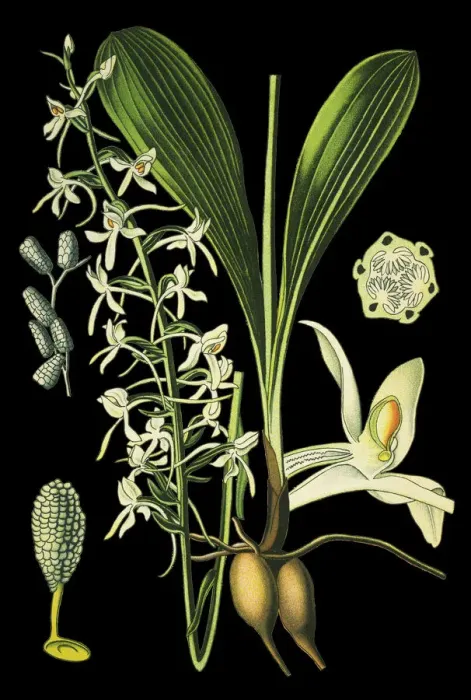 Framed Print : lesser butterfly-orchid