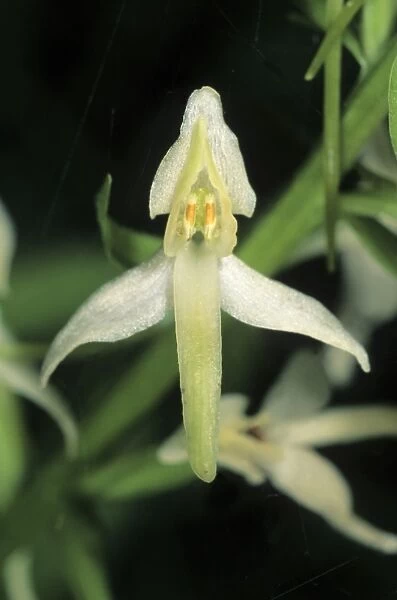 Lesser Butterfly-orchid (Platanthera bifolia), single flower