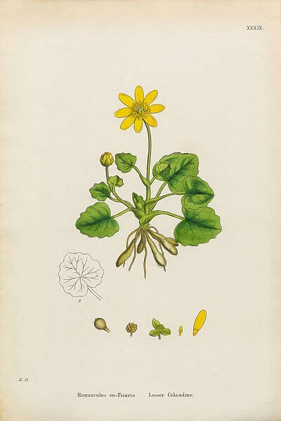 Lesser Celandine, Ranunculus Ficaria, Victorian Botanical Illustration, 1863