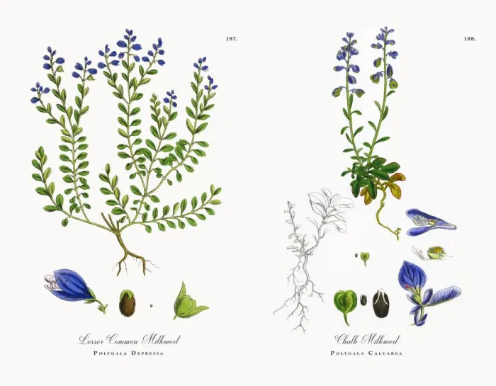 Framed Print : Lesser Common Milkwort, Polygala Depressa, Victorian Botanical Illustration, 1863 Framed Print : Lesser Common Milkwort, Polygala Depressa, Victorian Botanical Illustration, 1863