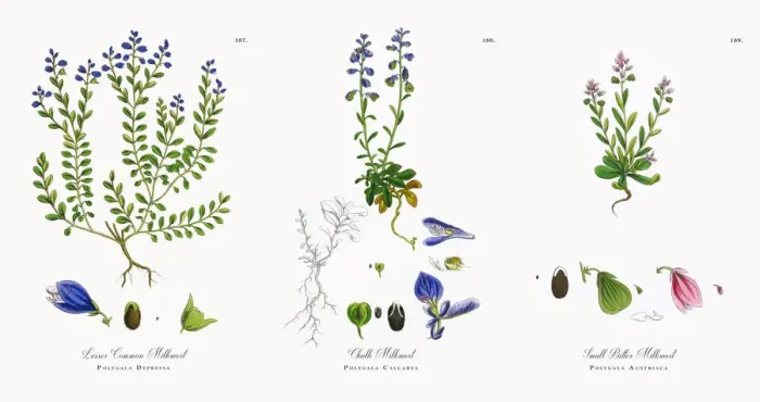 Framed Print : Lesser Common Milkwort, Polygala Depressa, Victorian Botanical Illustration, 1863 Framed Print : Lesser Common Milkwort, Polygala Depressa, Victorian Botanical Illustration, 1863