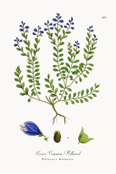 Framed Print : Lesser Common Milkwort, Polygala Depressa, Victorian Botanical Illustration, 1863