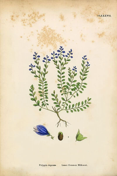 Lesser Common Milkwort, Polygala Depressa, Victorian Botanical Illustration, 1863