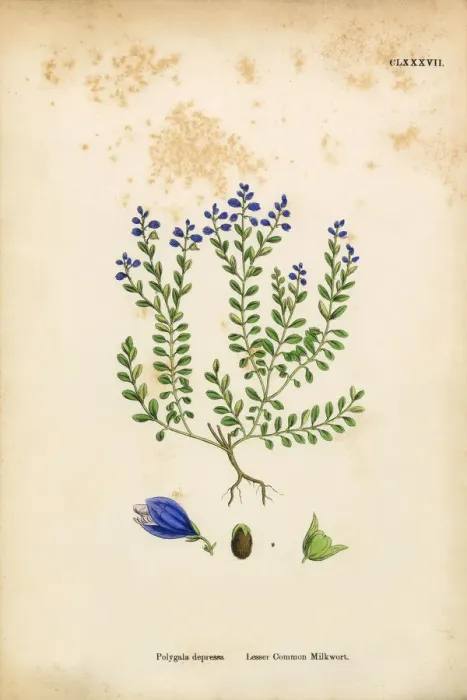 Framed Print : Lesser Common Milkwort, Polygala Depressa, Victorian Botanical Illustration, 1863 Framed Print : Lesser Common Milkwort, Polygala Depressa, Victorian Botanical Illustration, 1863