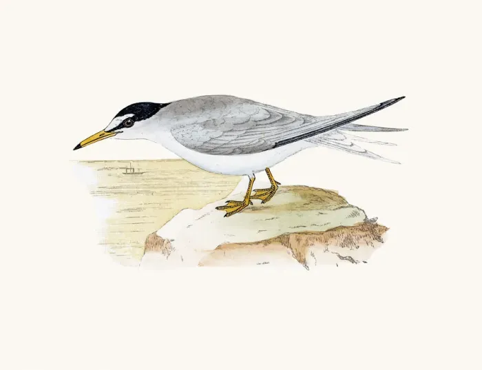 Framed Print : Lesser crested tern Framed Print : Lesser crested tern
