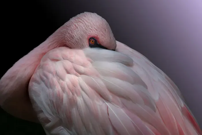 Framed Print : Lesser Flamingo Resting Framed Print : Lesser Flamingo Resting
