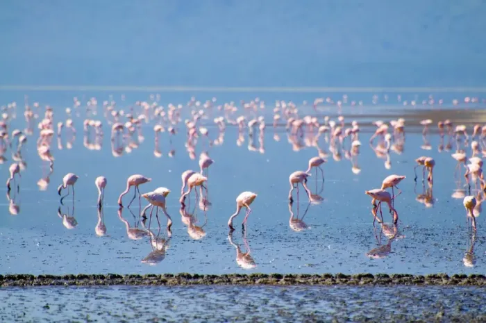 Framed Print : Lesser Flamingos Framed Print : Lesser Flamingos