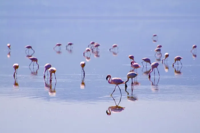 Framed Print : Lesser Flamingos Framed Print : Lesser Flamingos