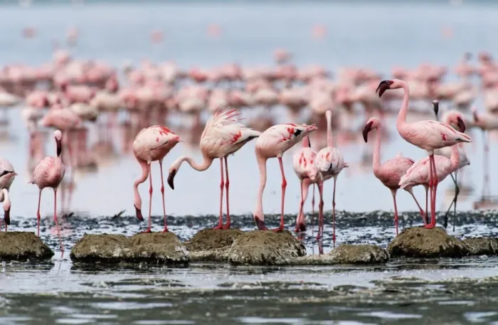 Framed Print : Lesser flamingos building mud nests on edge of shallow, alkaline lake